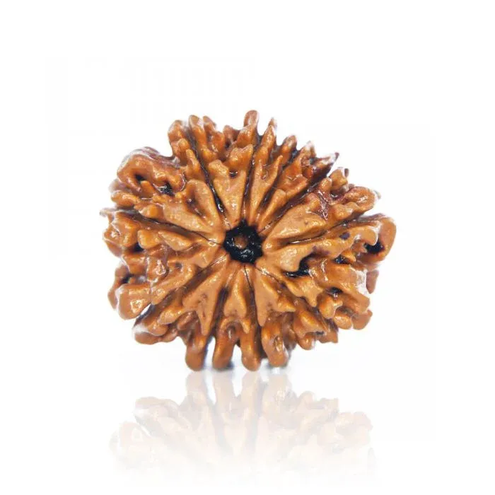 10Mukhi