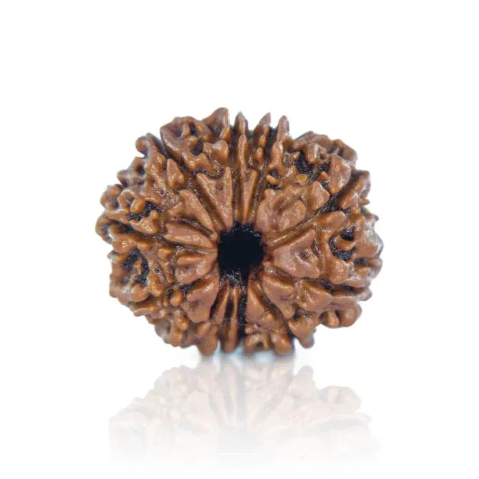 11Mukhi