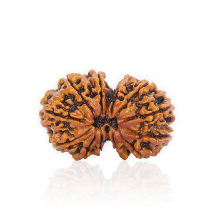 1.1Mukhi