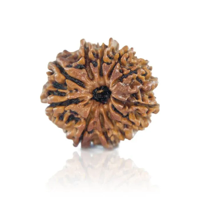11Mukhi2