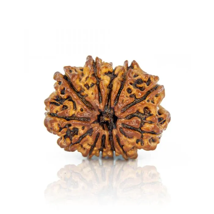 12Mukhi