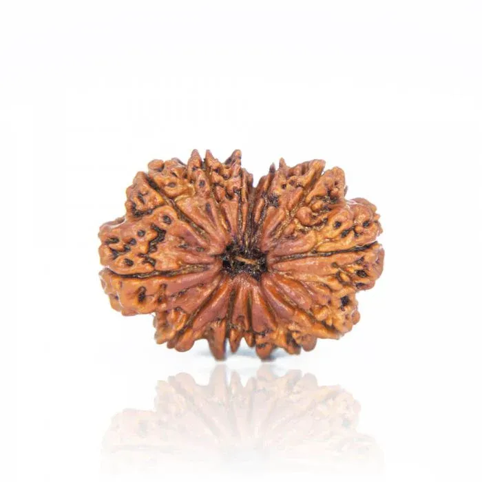 13Mukhi