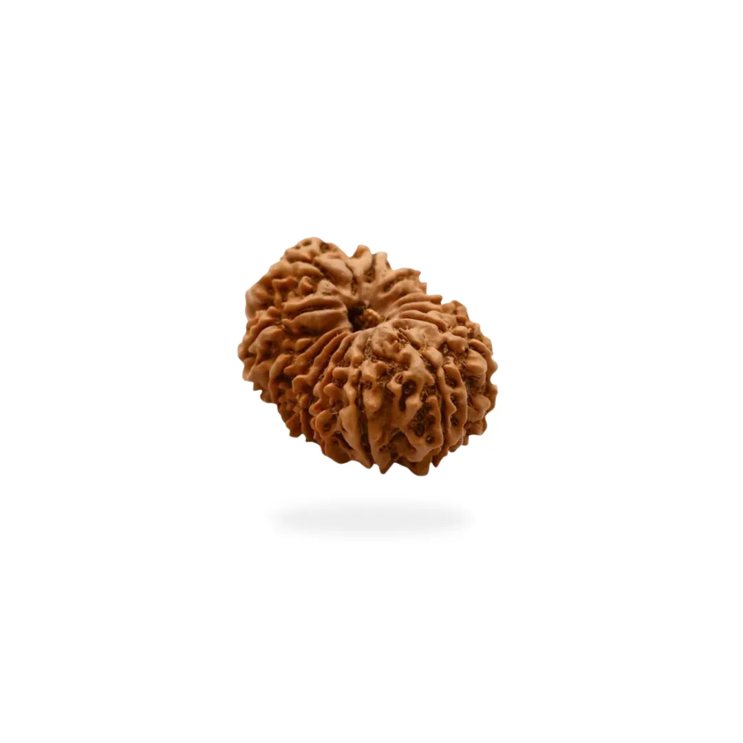 14 Mukhi