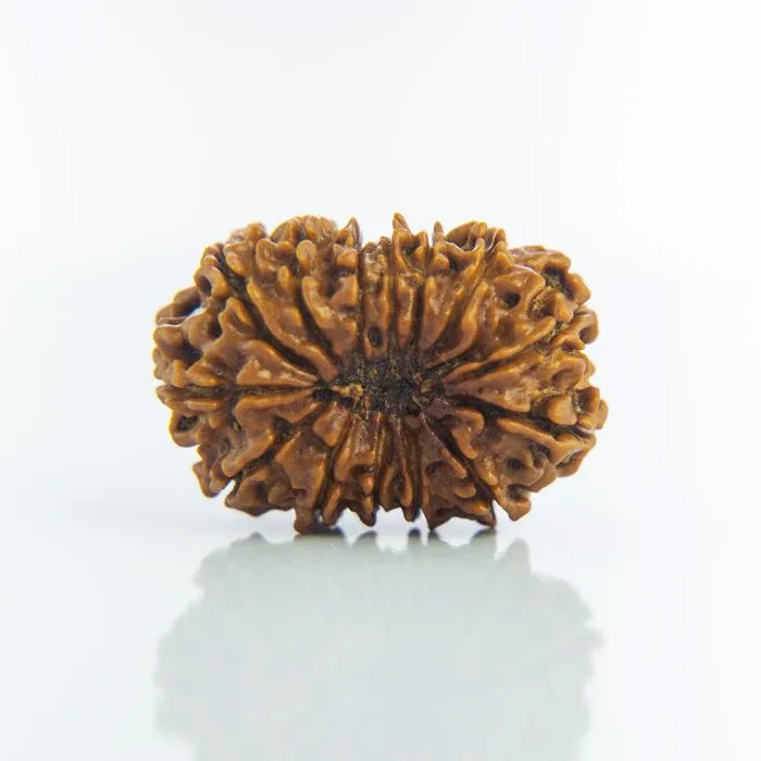 Rudraksha