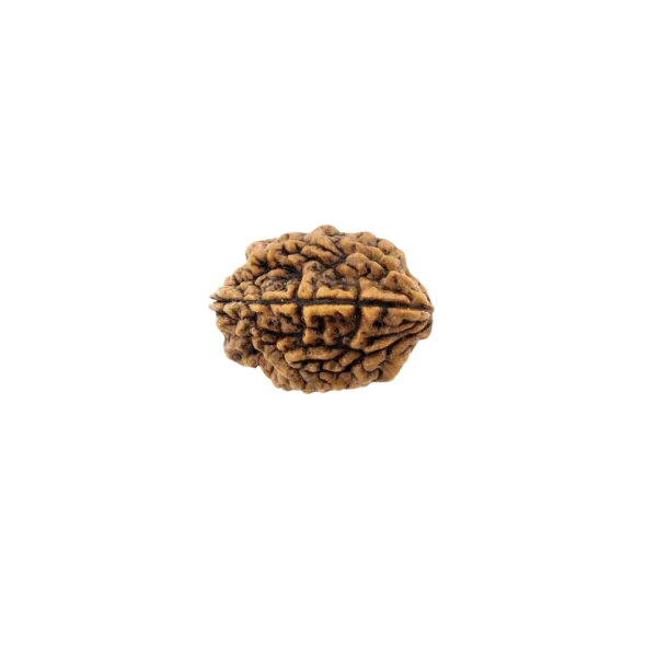 2 Mukhi
