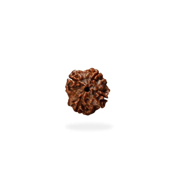 4 Mukhi 1