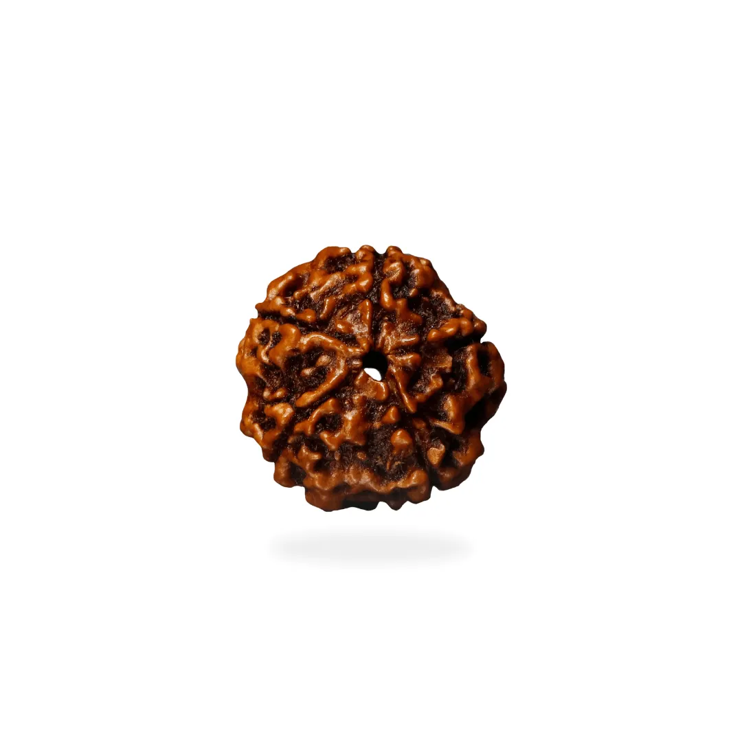 5 Mukhi 1