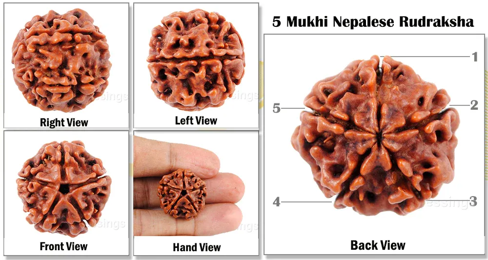 5 Mukhi Bxcc Big 01 1200X1200