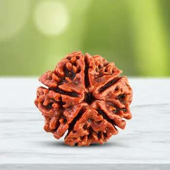 5 Mukhirudraksha 350X