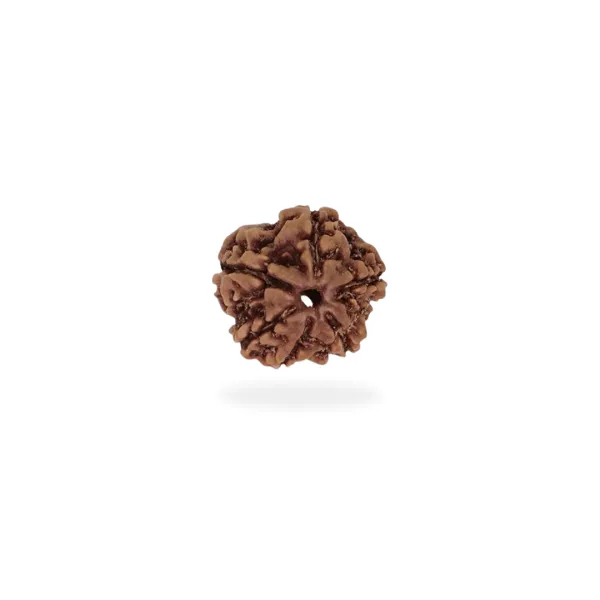 6 Mukhi 1