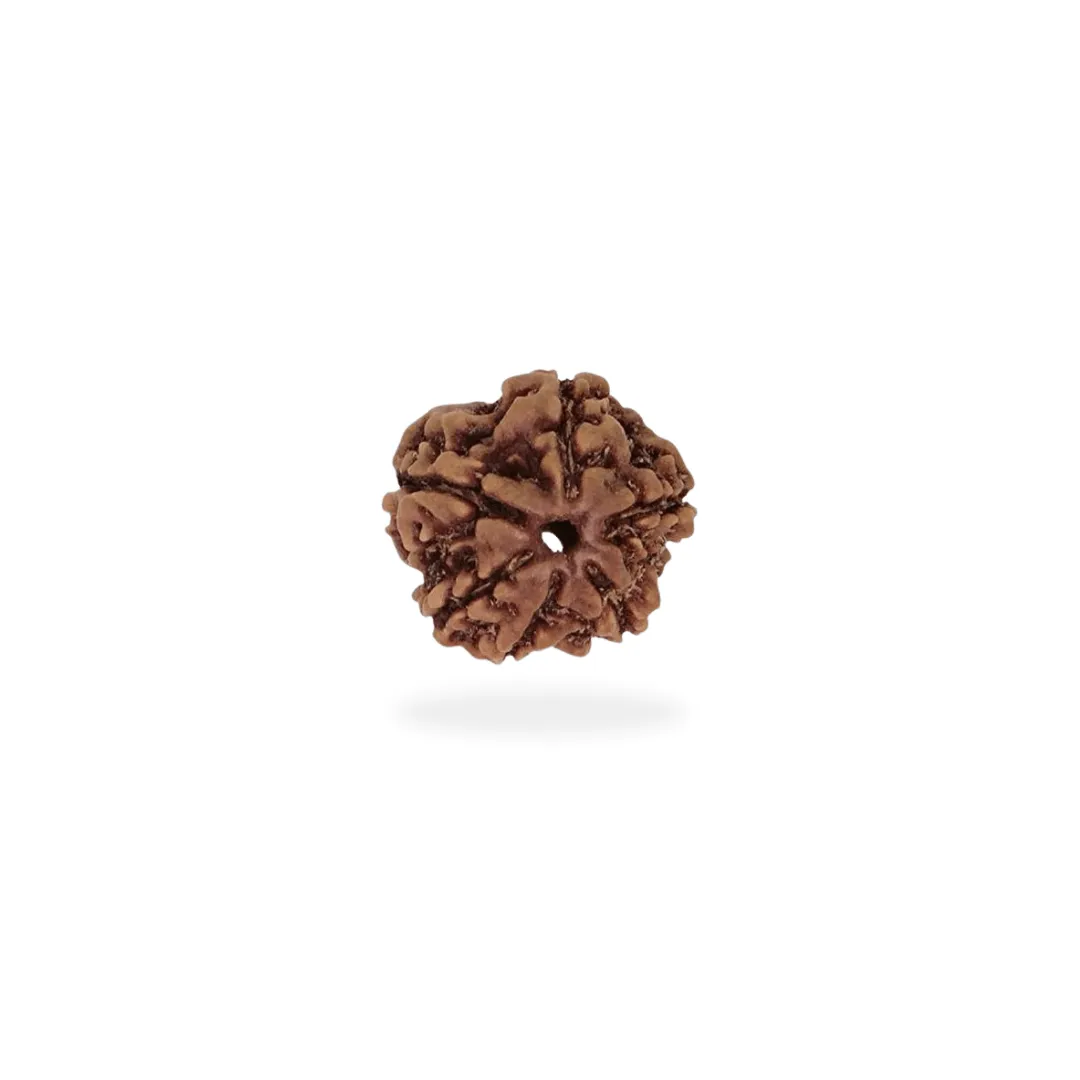 6 Mukhi 1