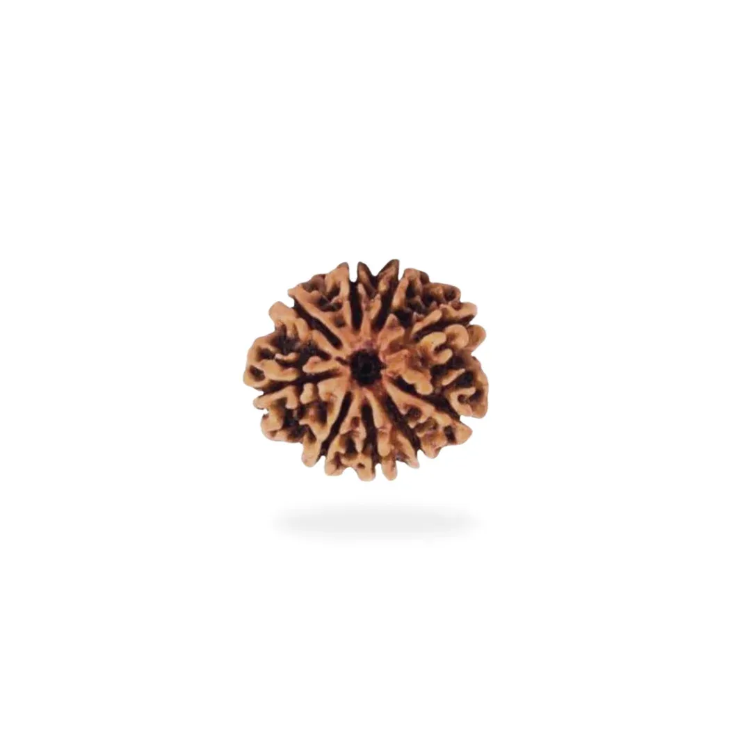 9 Mukhi