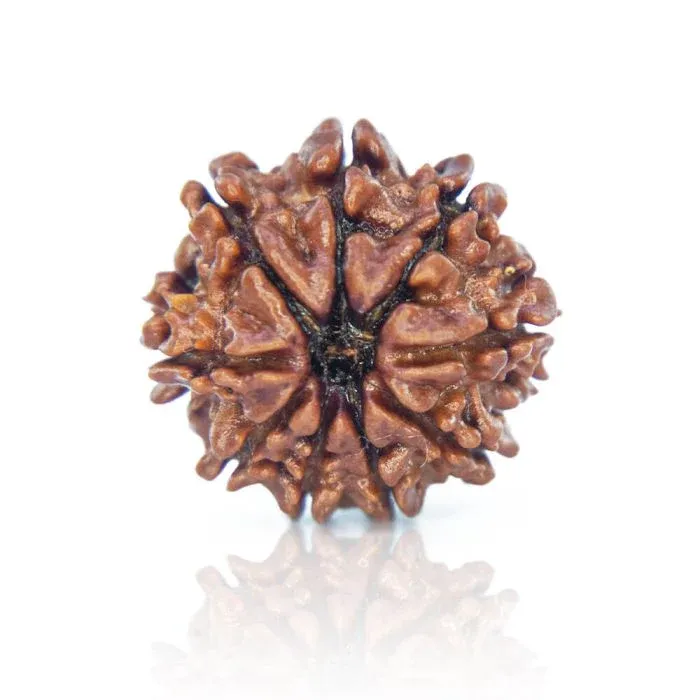 9Mukhi