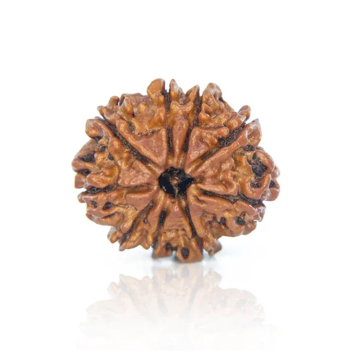 9Mukhi2